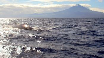 Wale off Pico Island Foto Sigi Braun